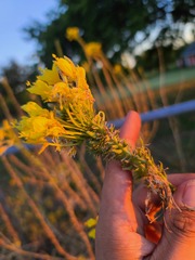 Oenothera rhombipetala