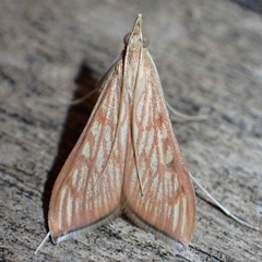 Antigastra catalaunalis