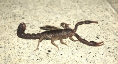 Vaejovis carolinianus