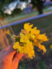 Oenothera rhombipetala