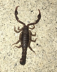 Vaejovis carolinianus