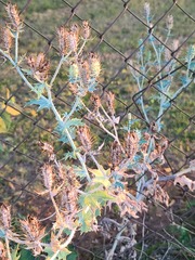 Argemone polyanthemos