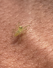 Lyssomanes viridis