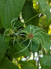 Clematis vitalba
