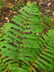 Osmunda claytoniana