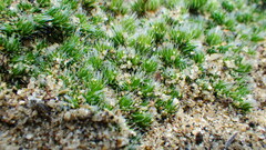 Selaginella densa