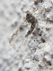 Callibaetis pictus