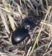 Pasimachus elongatus