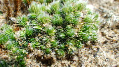Selaginella densa