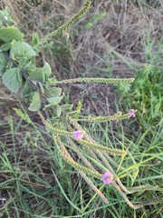 Verbena stricta