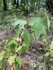 Physocarpus capitatus