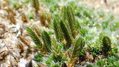 Selaginella densa