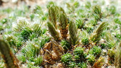 Selaginella densa