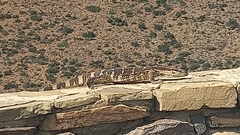 Varanus albigularis albigularis