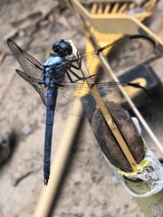 Libellula