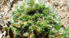 Selaginella densa