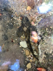 Cottus bairdii