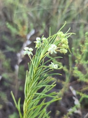 Asclepias verticillata