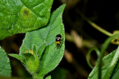Diabroticina