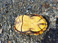 Kinosternon integrum