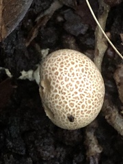 Scleroderma citrinum