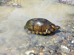 Kinosternon integrum