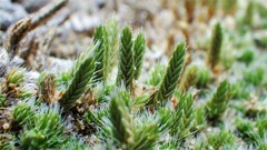 Selaginella densa