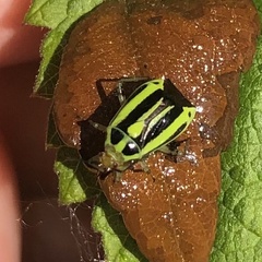 Poecilocapsus lineatus