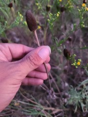 Rudbeckia amplexicaulis
