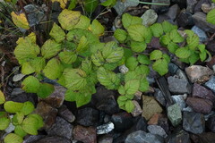 Rubus sachalinensis