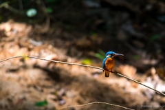 Alcedo atthis