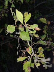 Crataegus viridis