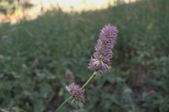 Agastache
