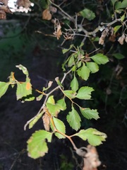 Crataegus viridis