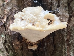 Climacocystis borealis