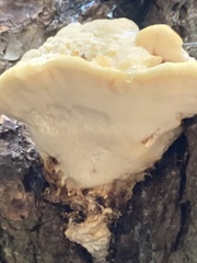 Climacocystis borealis