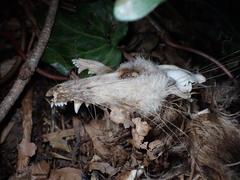 Didelphis virginiana