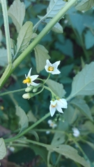 Solanum emulans