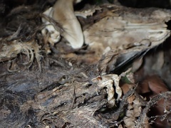 Didelphis virginiana