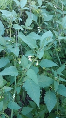 Solanum emulans