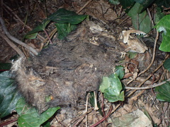 Didelphis virginiana