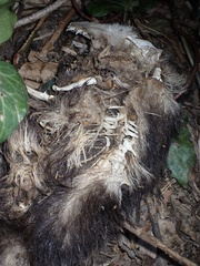 Didelphis virginiana