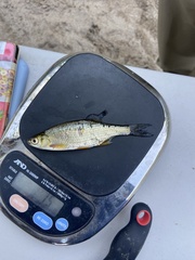 Notemigonus crysoleucas