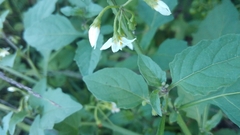 Solanum emulans