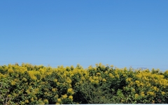 Koelreuteria paniculata