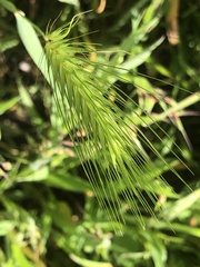 Hordeum