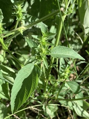 Acalypha neomexicana