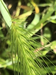 Hordeum