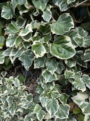 Hedera canariensis