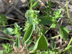 Acalypha neomexicana